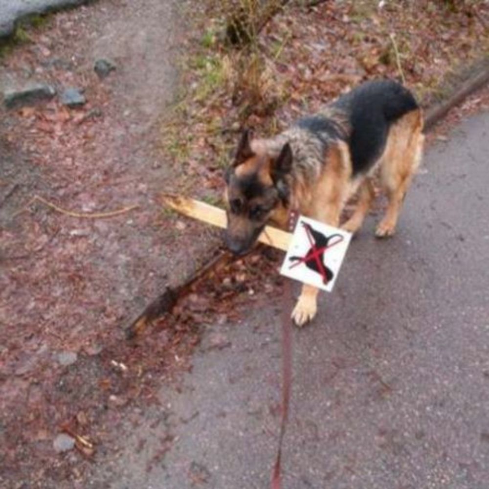 Meet your Posher, Michael